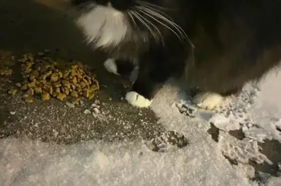 Найдена кошка, Йошкар-Ола, фото: Найдена кошка, ул. Я. Крастыня, 4