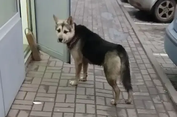 Найдена собака, Ростов-на-Дону, фото: Найдена собака, Ростов-на-Дону