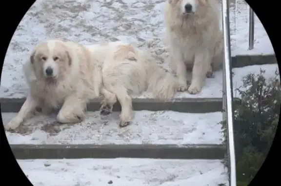 Собаки потеряшки, Мартемьяново, фото: Потеряшка собака, Мартемьяново