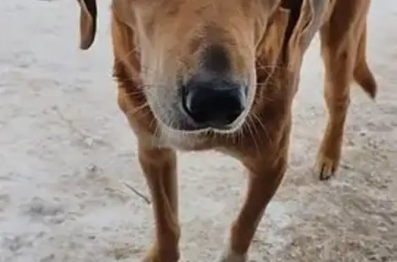 Найденные животные Нефтегорск, фото: Русская гончая найдена, ул. Промышленности