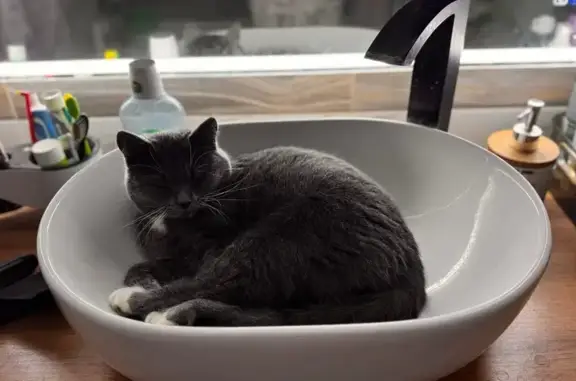 Пропала кошка Боня, Коммунальная ул., В. Устюг