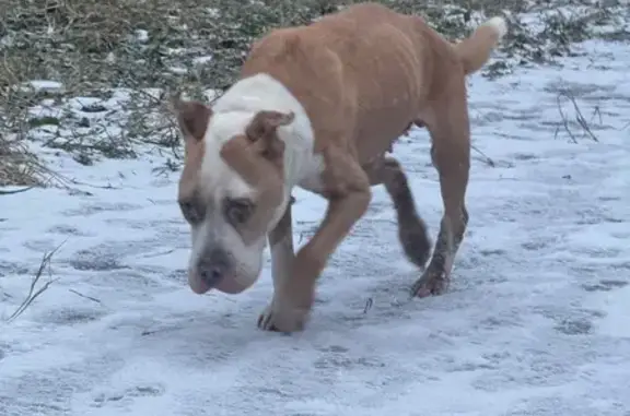 Найдена собака, Королёв, фото: Найдена собака, Королёв