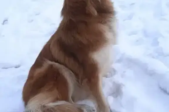 Пропала собака, Ачинск