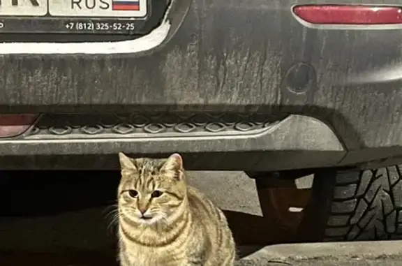 Найдена кошка, Санкт-Петербург, фото: Найдена кошка, Санкт-Петербург