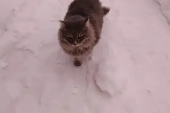 Найденные животные Большой Исток, фото: Кошка найдена: 17, Большой Исток