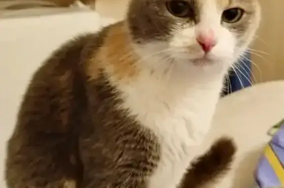 Найдена кошка, Уфа, фото: Трехцветная кошка найдена: Орджоникидзе 15