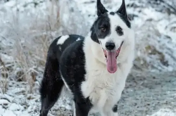 Поиск домашних животных, фото: Пропала собака, Обнинск