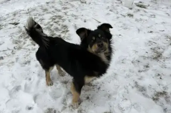 Найдена собака, Тюмень, фото: Собака найдена: ул. Голышева, 2 к2, Тюмень