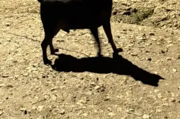 Собаки потеряшки, Дзержинск, фото: Потеряшка собака, Дзержинск