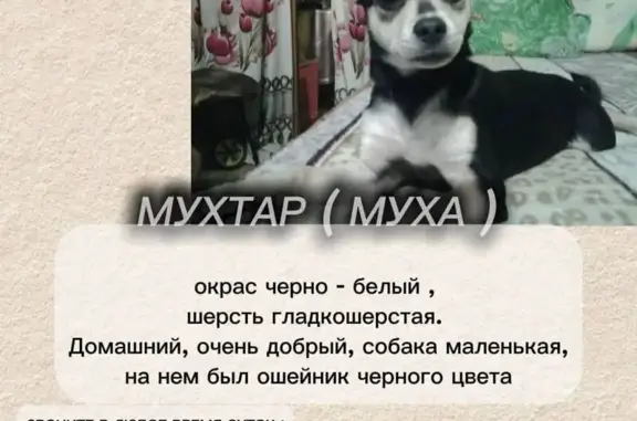 Пропала собака, Яблоновский