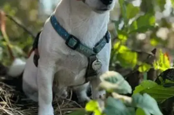 Пропала собака, Казань