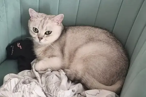 Пропала кошка, Невская ул., 36, Сочи