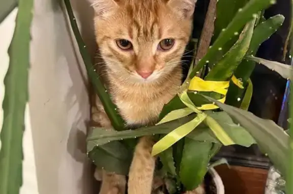 Пропала кошка, Псков