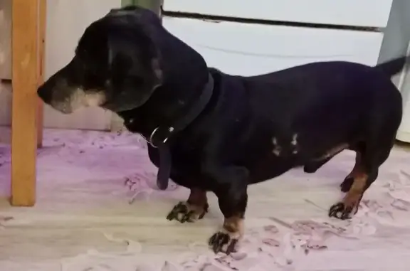 Найдена собака, Луга, фото: Найдена собака, Р-23, Луга