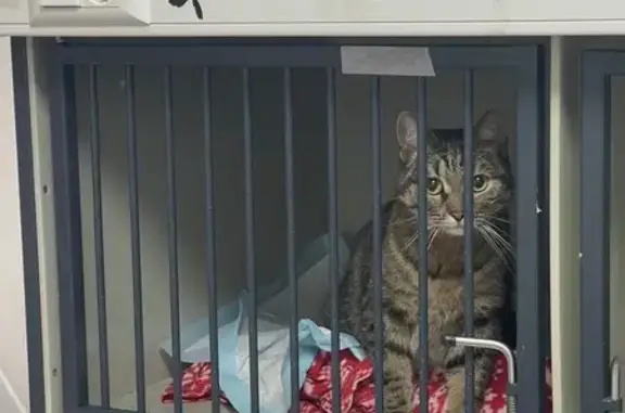 Найденные животные Санкт-Петербург, фото: Найдена кошка, ул. Титова, СПб