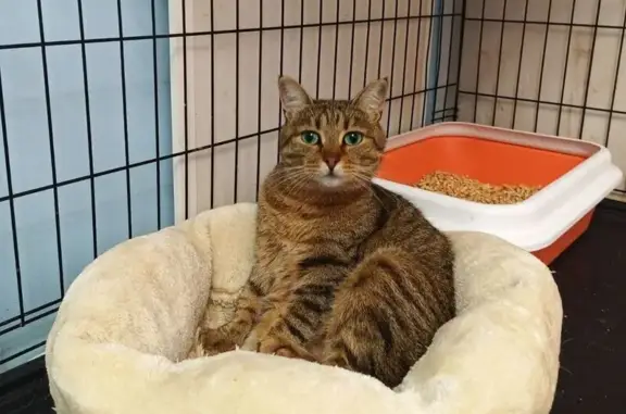 Пропала кошка, Москва