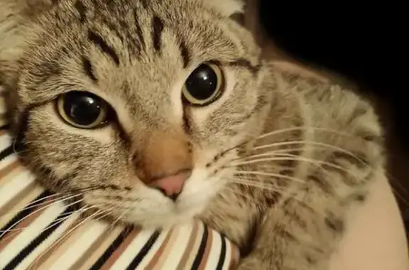 Найдена кошка, Екатеринбург, фото: Кот найден, ул. Толмачёва, 10, Екатеринбург