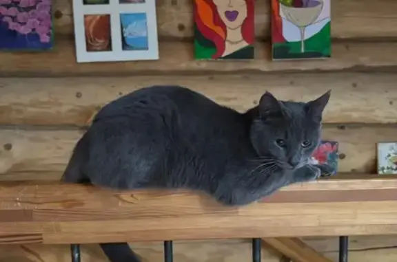 Пропала кошка, Ефремовская