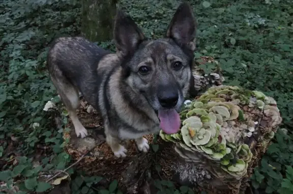 Пропала собака, Тверская