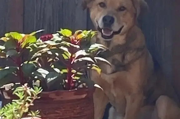 Пропал пёс, Омск, 5-я Ремесленная, 43