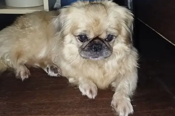 Пропала собака, Новокузнецк