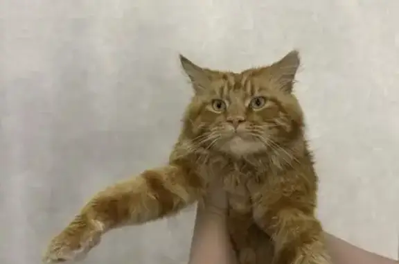 Найдена кошка, Южный, фото: Крупный кот найден: ул. Герцена, 4, Южный