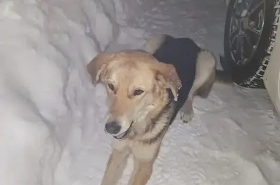 Объявления о пропавших и найденных животных, Бийск, фото: Собака найдена, Коммунарский 21, Бийск