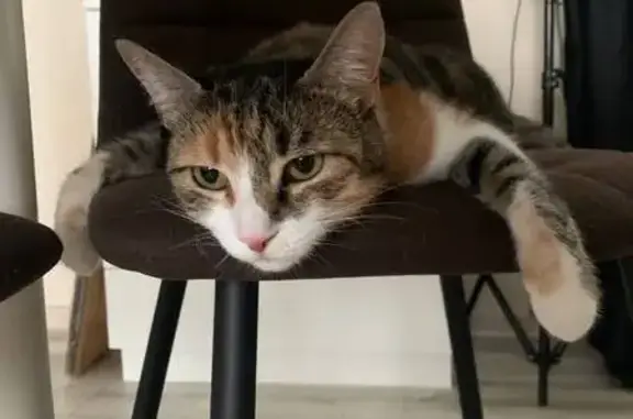 Найдена кошка, Черноморский, фото: Трехцветная кошка найдена, Черноморский