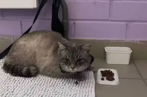 Найдена кошка, Тюмень, фото: Кошка найдена на Линейной, 15, Тюмень