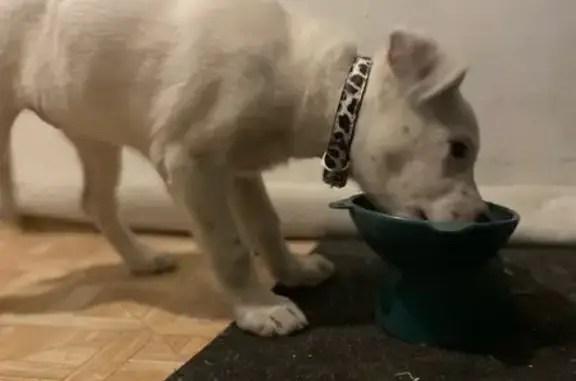 Найдена собака, Саяногорск, фото: Щенок найден, Саяногорск, 24А