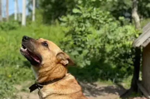 Пропала собака, Яблоневка