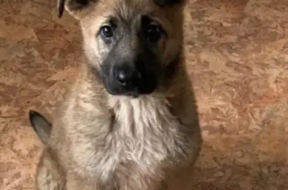 Найдена собака, Зарайск, фото: Щенок найден в МО, девочка, без ошейника