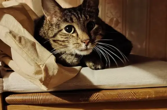 Потерянные животные Санкт-Петербург, фото: Пропал кот, Индустриальный пр., 11 к2