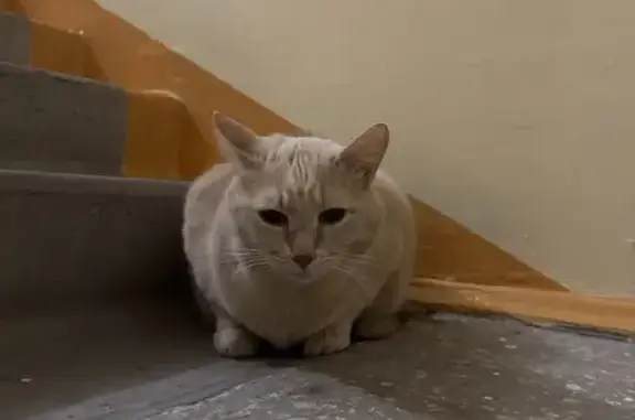 Найдена кошка, Сургут, фото: Рыжий кот найден: Профсоюзов, 18, Сургут