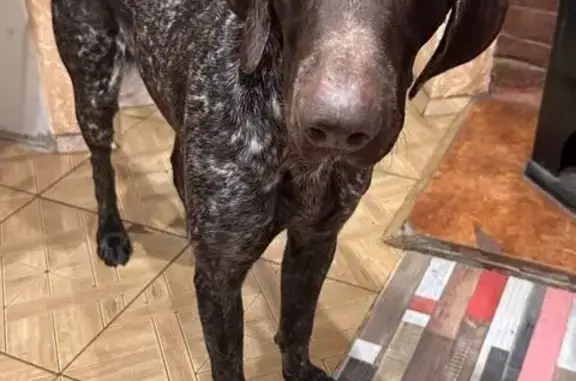 Найдена собака, Красницы (гатч...