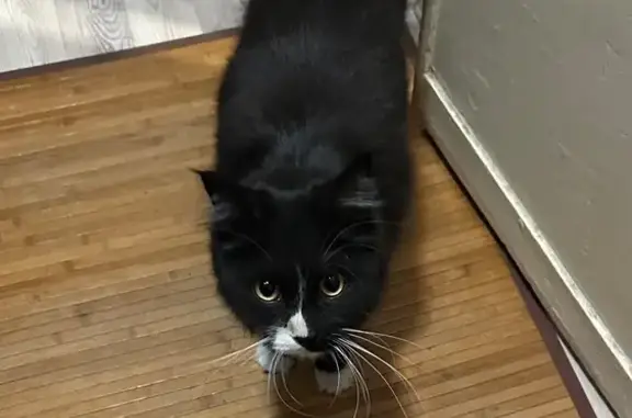 Найдена кошка, Москва, фото: Найдена кошка, Москва