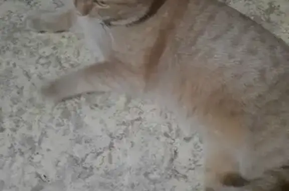 Найдена кошка, Омск, фото: Кошка найдена: пр. Мира 169, Омск