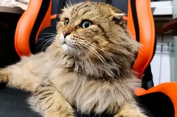 Найдена кошка, Саратов, фото: Кошка найдена: 2-й Магнитный пр., Саратов