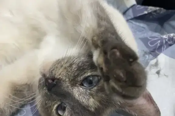 Найдена кошка, Усть-Курдюм, фото: Найдена кошка, Усть-Курдюм, Саратов!