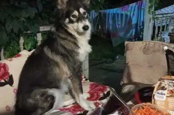 Пропала собака, Черкизово (пушкинский Р-н)