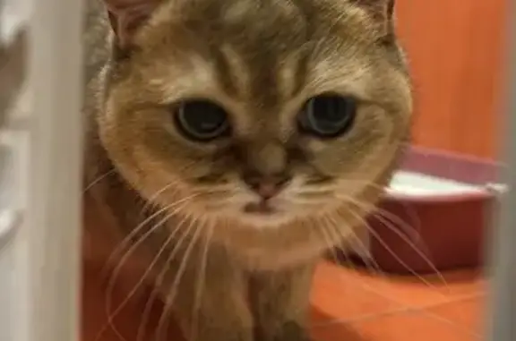 Найдена кошка, Казань, фото: Кошка найдена, ул. Мусина 59Г, Казань