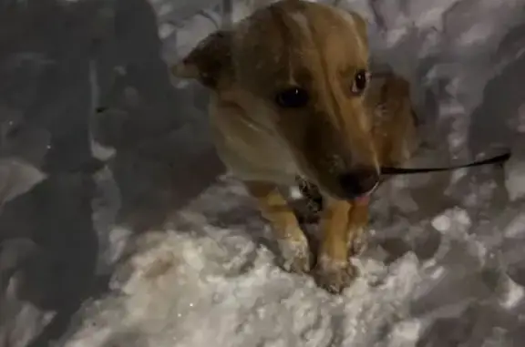 Найдена собака, Уфа