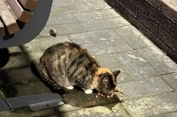 Найдена кошка, Гурьевск, фото: Кошка найдена: Лазурная 18, Гурьевск