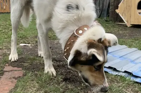 Пропала собака, Школьная 6, Залесье