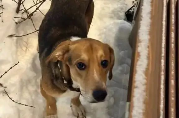 Найдена собака, Казань