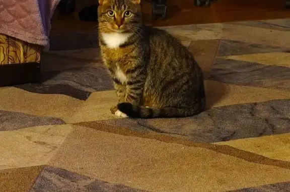 Пропала кошка, Горка