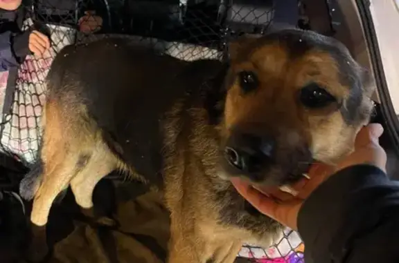 Найдена собака, Сергиев Посад