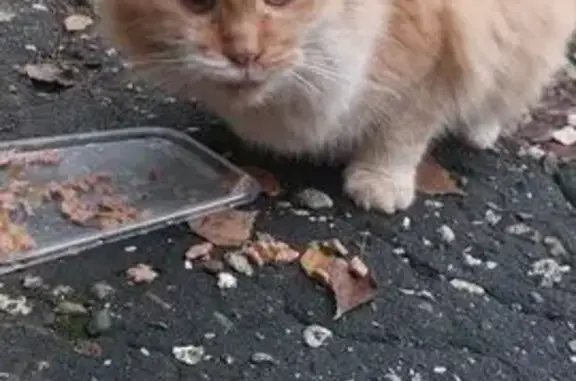 Найдена кошка, Бор, фото: Рыжий кот найден: Октябрьская ул., 90, Бор