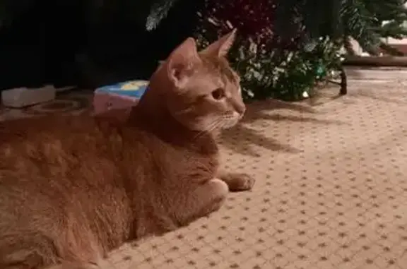 Кошки потеряшки, Смоленск, фото: Потеряшка кошка, ул. Попова, 113, Смоленск