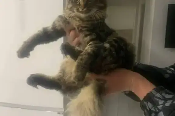 Объявления о пропавших и найденных животных, Самара, фото: Найдена кошка, Самара